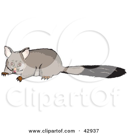 Clipart Illustration of a Scared Possum With a Long Tail by Dennis Holmes Designs
