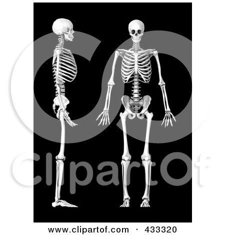 Royalty-Free (RF) Clipart Illustration Of A 3d Human Skeleton Shown In Profile And Frontal Views by Mopic