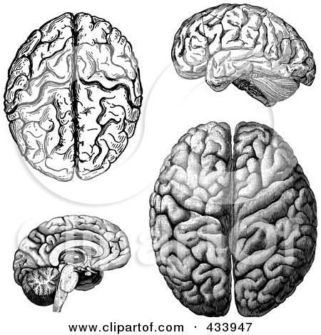 Royalty-Free (RF) Clipart Illustration of a Digital Collage of Black And White Human Anatomical Brain Drawings by BestVector
