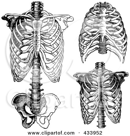 Royalty-Free (RF) Clipart Illustration of a Digital Collage of Black And White Human Anatomical Rib Drawings by BestVector