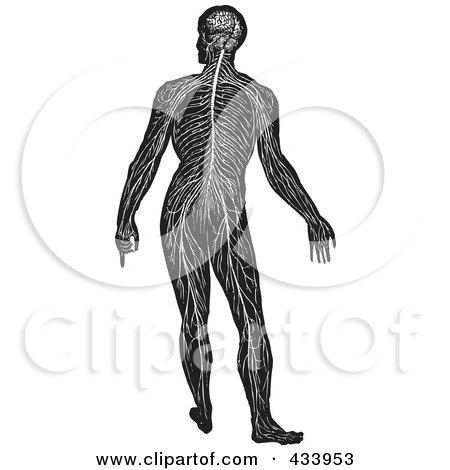 Royalty-Free (RF) Clipart Illustration of a Black And White Full Bodied Human Anatomical Drawing - 5 by BestVector
