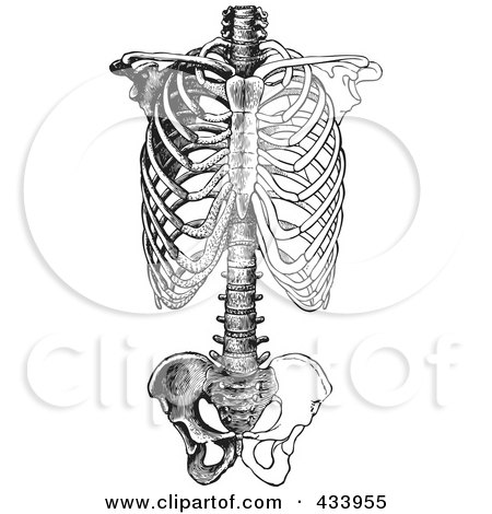 Royalty-Free (RF) Clipart Illustration of a Black And White Human Anatomical Rib Drawing - 1 by BestVector