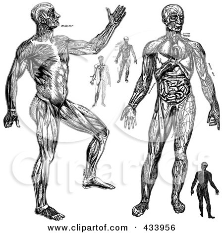 Royalty-Free (RF) Clipart Illustration of a Digital Collage of Black And White Full Bodied Human Anatomical Drawings by BestVector