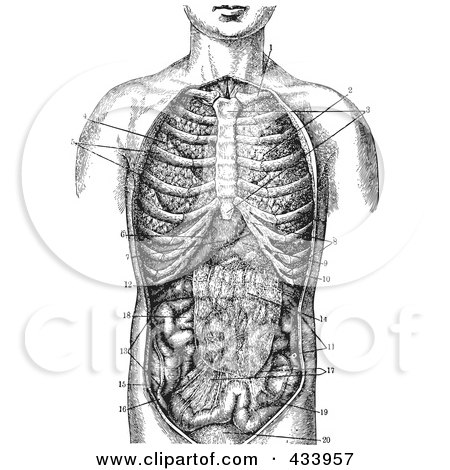 Royalty-Free (RF) Clipart Illustration of a Black And White Human Anatomical Drawing - 1 by BestVector
