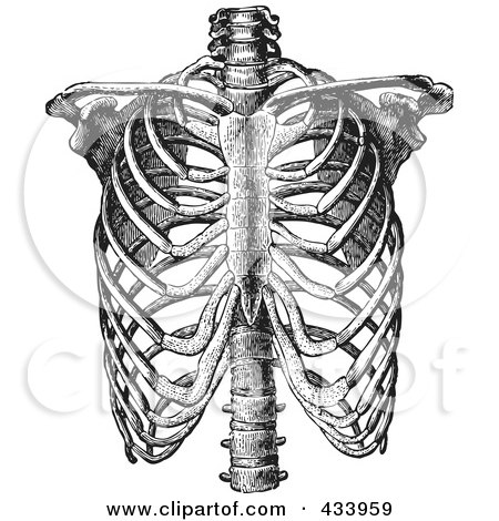 Royalty-Free (RF) Clipart Illustration of a Black And White Human Anatomical Rib Drawing - 3 by BestVector