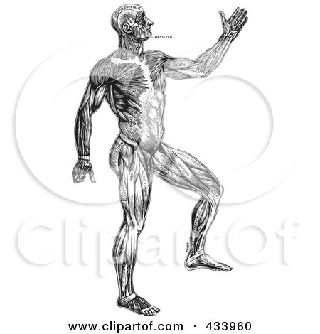 Royalty-Free (RF) Clipart Illustration of a Black And White Full Bodied Human Anatomical Drawing - 1 by BestVector