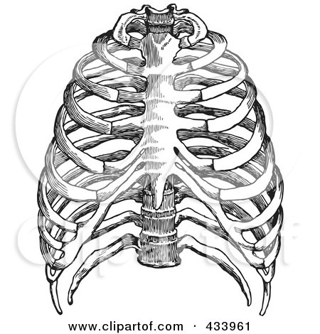 Royalty-Free (RF) Clipart Illustration of a Black And White Human Anatomical Rib Drawing - 2 by BestVector