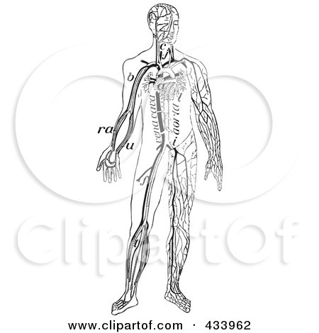 Royalty-Free (RF) Clipart Illustration of a Black And White Full Bodied Human Anatomical Drawing - 2 by BestVector