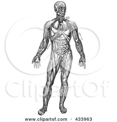 Royalty-Free (RF) Clipart Illustration of a Black And White Full Bodied Human Anatomical Drawing - 4 by BestVector