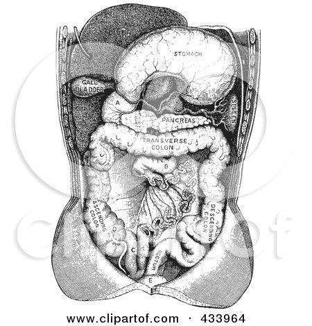 Royalty-Free (RF) Clipart Illustration of a Black And White Human Anatomical Drawing - 4 by BestVector