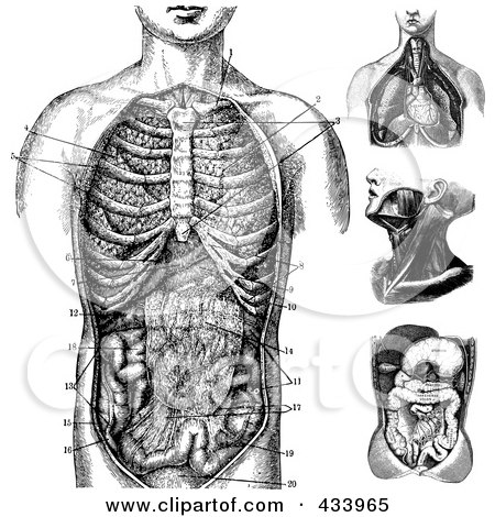 Royalty-Free (RF) Clipart Illustration of a Digital Collage of Black And White Human Anatomical Drawings by BestVector