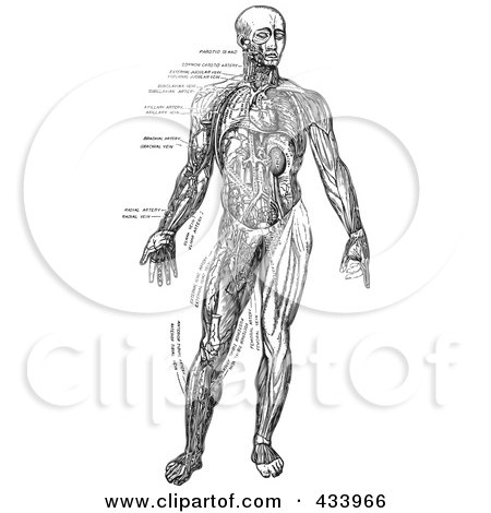 Royalty-Free (RF) Clipart Illustration of a Black And White Full Bodied Human Anatomical Drawing - 3 by BestVector