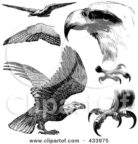 Royalty-Free (RF) Clipart Illustration of a Digital Collage of Black And White Sketched Eagles And Eagle Parts by BestVector