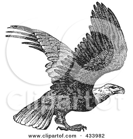 Royalty-Free (RF) Clipart Illustration of a Black And White Sketch Of An Eagle Preparing To Take Off by BestVector