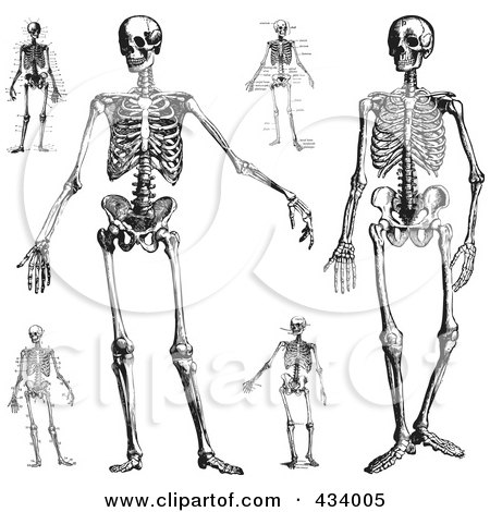 Royalty-Free (RF) Clipart Illustration of a Digital Collage of Vintage Black And White Sketch Of Human Skeletons by BestVector