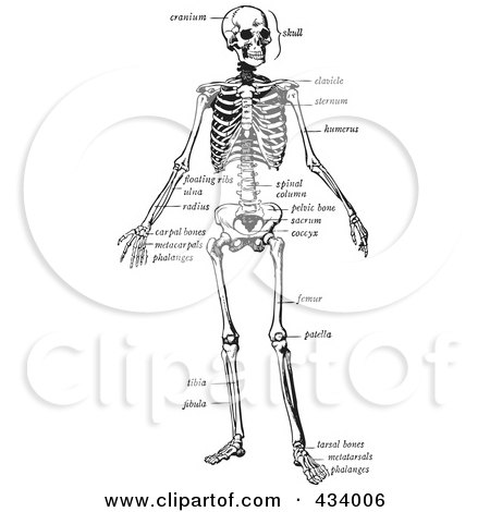 Royalty-Free (RF) Clipart Illustration of a Vintage Black And White Sketch Of A Human Skeleton - 4 by BestVector