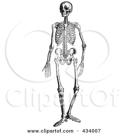 Royalty-Free (RF) Clipart Illustration of a Vintage Black And White Sketch Of A Human Skeleton - 6 by BestVector