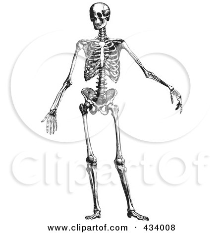 Royalty-Free (RF) Clipart Illustration of a Vintage Black And White Sketch Of A Human Skeleton - 3 by BestVector