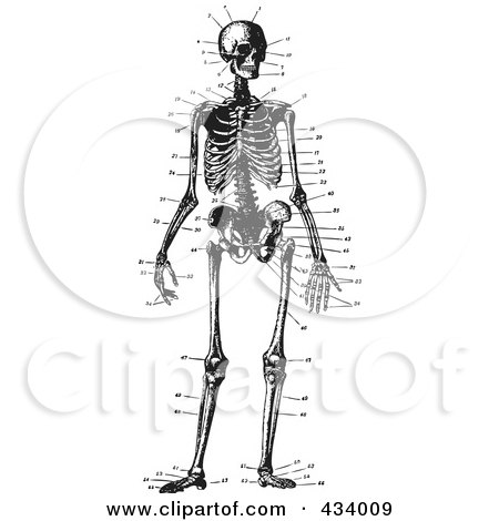 Royalty-Free (RF) Clipart Illustration of a Vintage Black And White Sketch Of A Human Skeleton - 2 by BestVector