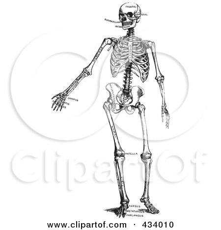 Royalty-Free (RF) Clipart Illustration of a Vintage Black And White Sketch Of A Human Skeleton - 5 by BestVector