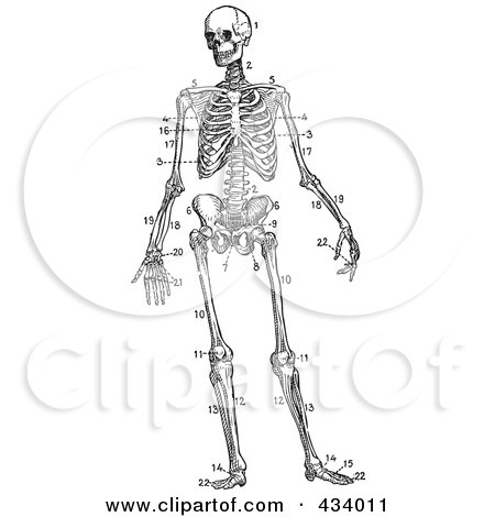 Royalty-Free (RF) Clipart Illustration of a Vintage Black And White Sketch Of A Human Skeleton - 1 by BestVector