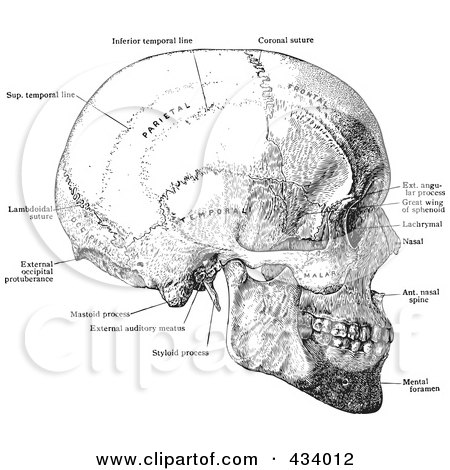 Royalty-Free (RF) Clipart Illustration of a Vintage Black And White Anatomical Sketch Of A Human Skull - 10 by BestVector