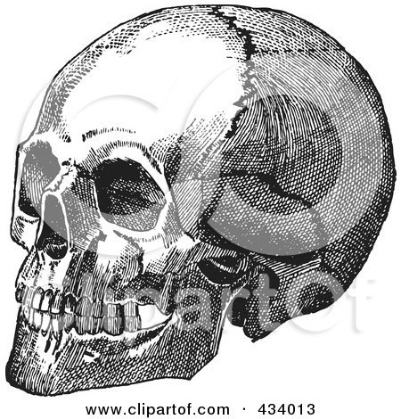 Royalty-Free (RF) Clipart Illustration of a Vintage Black And White Anatomical Sketch Of A Human Skull - 9 by BestVector