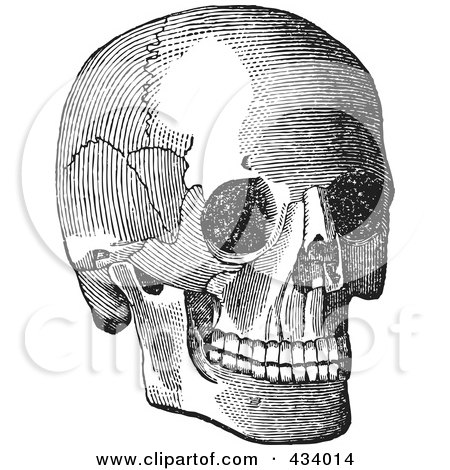 Royalty-Free (RF) Clipart Illustration of a Vintage Black And White Anatomical Sketch Of A Human Skull - 6 by BestVector