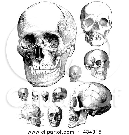 Royalty-Free (RF) Clipart Illustration of a Digital Collage of Vintage Black And White Anatomical Sketches Of Human Skulls by BestVector