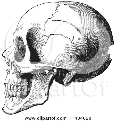 Royalty-Free (RF) Clipart Illustration of a Vintage Black And White Anatomical Sketch Of A Human Skull - 5 by BestVector