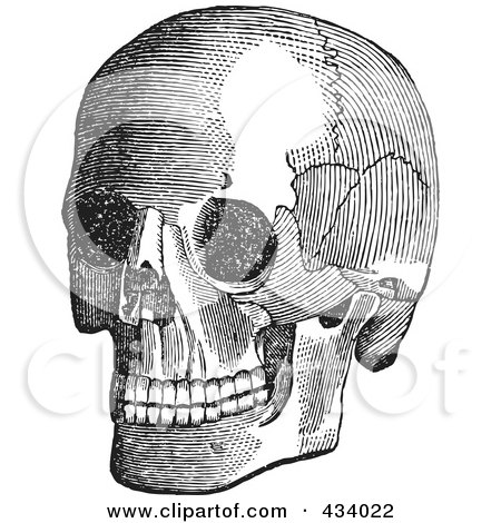 Royalty-Free (RF) Clipart Illustration of a Vintage Black And White Anatomical Sketch Of A Human Skull - 4 by BestVector