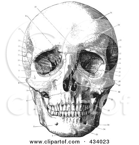 Royalty-Free (RF) Clipart Illustration of a Vintage Black And White Anatomical Sketch Of A Human Skull - 11 by BestVector