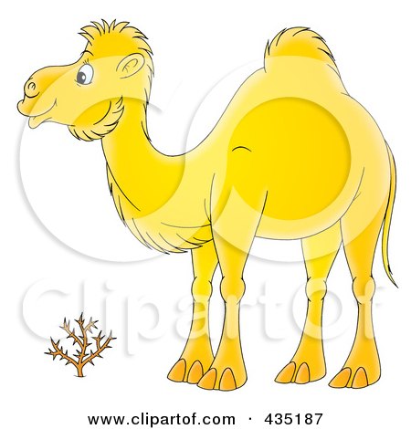 Royalty-Free (RF) Clipart Illustration of a Cartoon Yellow Camel by Alex Bannykh