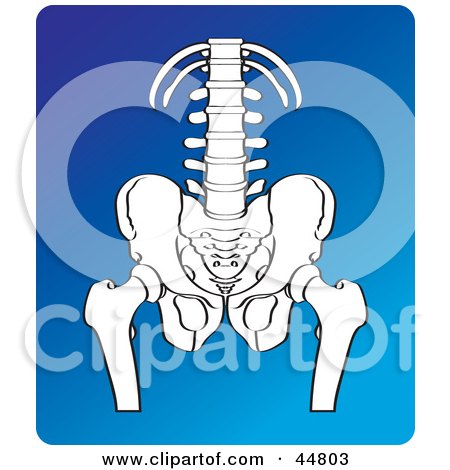 Royalty-free (RF) Clipart Illustration of a White X Ray Of A Human Hip, Pelvis And Spine by Lal Perera
