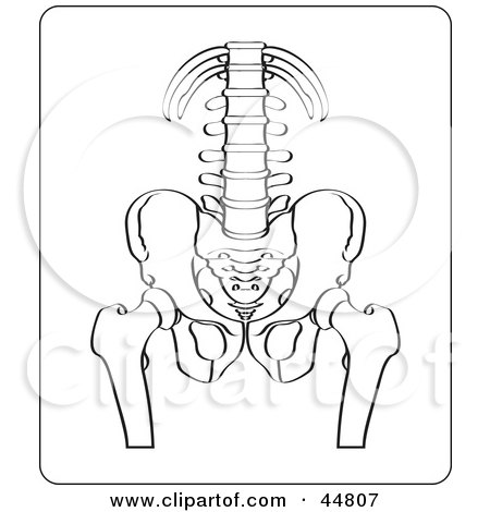 Royalty-free (RF) Clipart Illustration of a Black And White Xray Of A Human Pelvis And Spine by Lal Perera