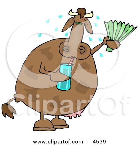 Hot Cow Drinking Water and Using a Foldable-fan Clipart by djart