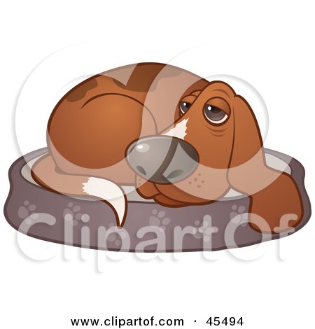 Curled Up Basset Hound Dog Resting On His Bed Posters, Art Prints