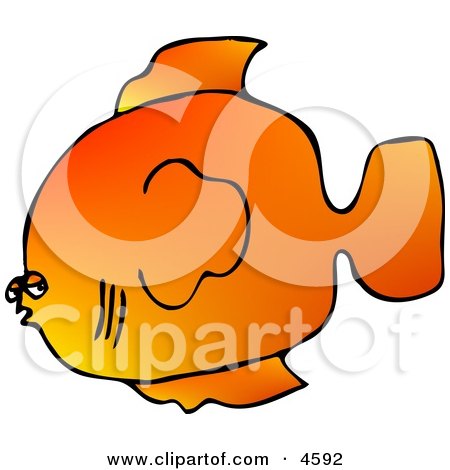 Orange Saltwater Fish Posters, Art Prints