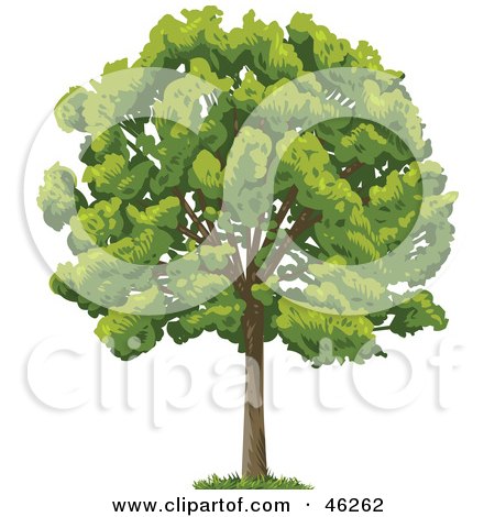 Royalty-Free (RF) Clipart Illustration of a Green And Lush Mature Park Tree by Tonis Pan