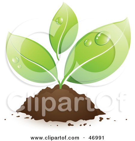 Royalty-Free (RF) Clipart Illustration of Morning Dew On The Leaves Of A Small Growing Plant Emerging From Dirt by beboy