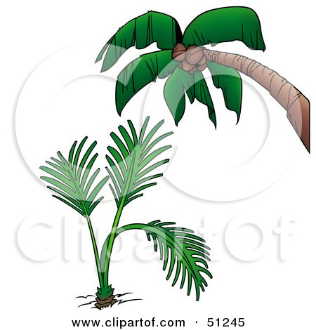 Royalty-Free (RF) Clipart Illustration of a Coconut Palm Tree - Version 7 by dero