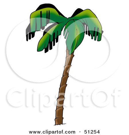 Royalty-Free (RF) Clipart Illustration of a Coconut Palm Tree - Version 4 by dero