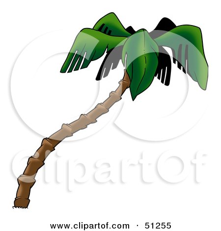 Royalty-Free (RF) Clipart Illustration of a Coconut Palm Tree - Version 3 by dero