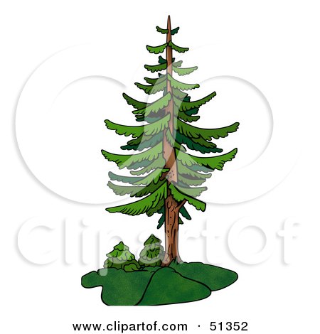 Clipart Illustration of a Tall Evergreen by dero