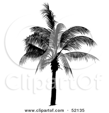 Royalty-Free (RF) Clipart Illustration of a Leafy Palm Tree Silhouette by dero