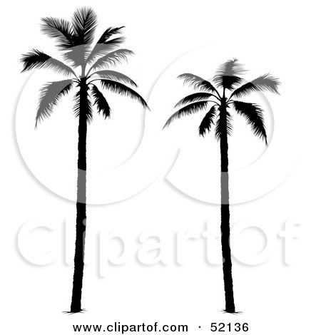 Royalty-Free (RF) Clipart Illustration of Two Tall Palm Tree Silhouettes by dero