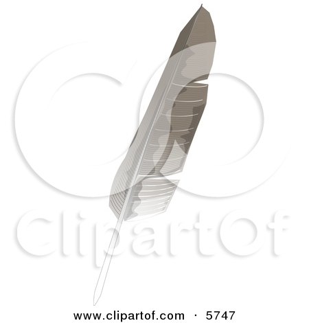 Gray and White Bird Feather Clipart Illustration by djart