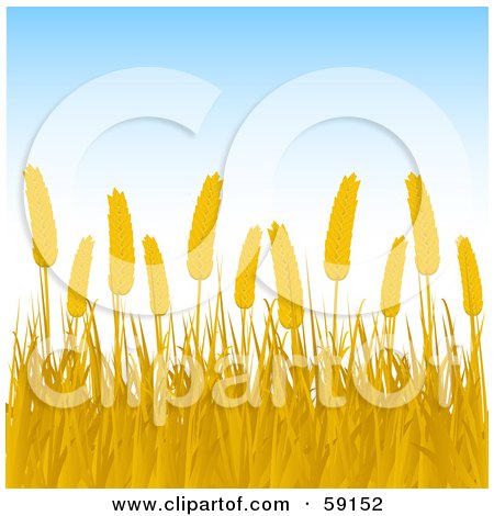 Royalty-Free (RF) Clipart Illustration of a Background Of Golden Wheat Against A Pale Blue Sky by elaineitalia