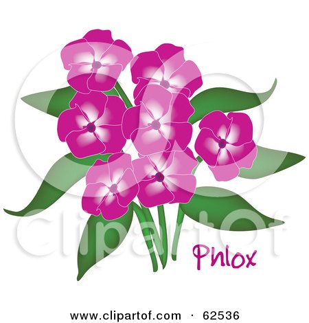 Royalty-Free (RF) Clipart Illustration of a Bouquet Of Beautiful Pink Phlox Flowers With Text by Pams Clipart
