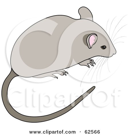 Royalty-Free (RF) Clipart Illustration of a Cute Gray Mouse With A Long Tail And Whiskers by Pams Clipart